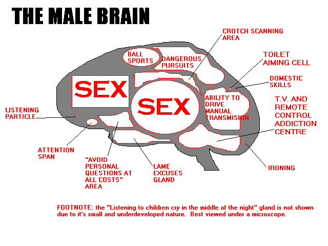 mannen hersenen