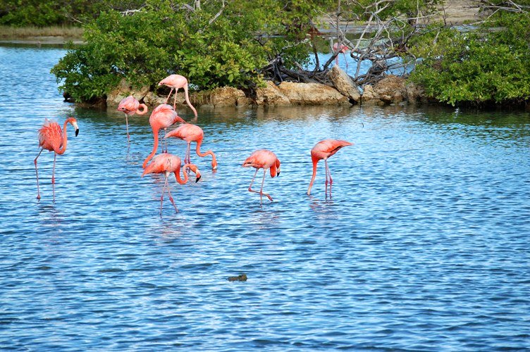 Flamingos Zoutpannen Jan Thiel